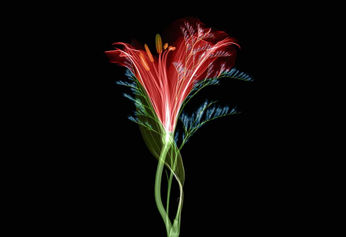 new jersey institute of technology blooming red and green flower wallpaper newark